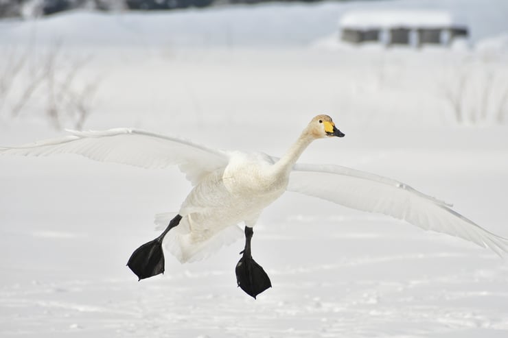cygne chanteur oiseaux en vol animaux dans la neige swan