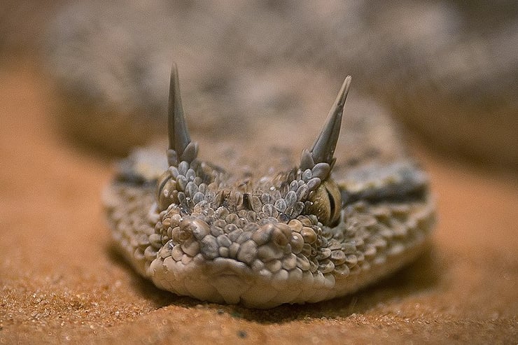 vipere à cornes fiche animaux reptiles serpent animal facts saharan horned viper snake