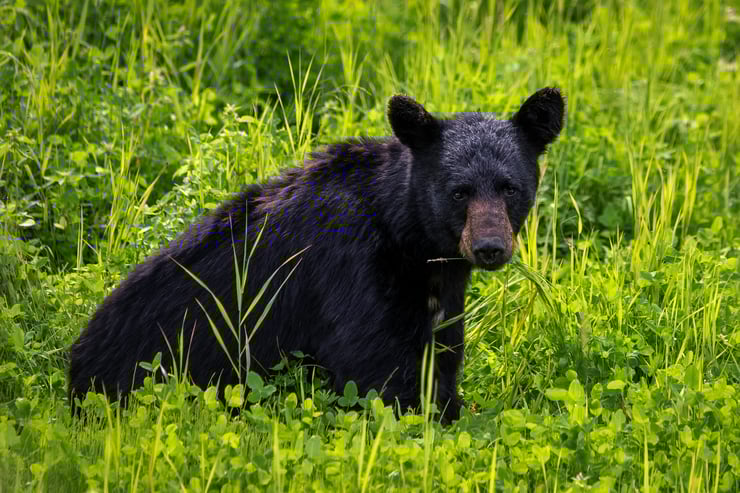 black bear vancouver canada