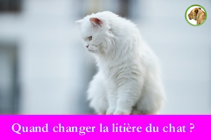 quand changer la litiere du chat