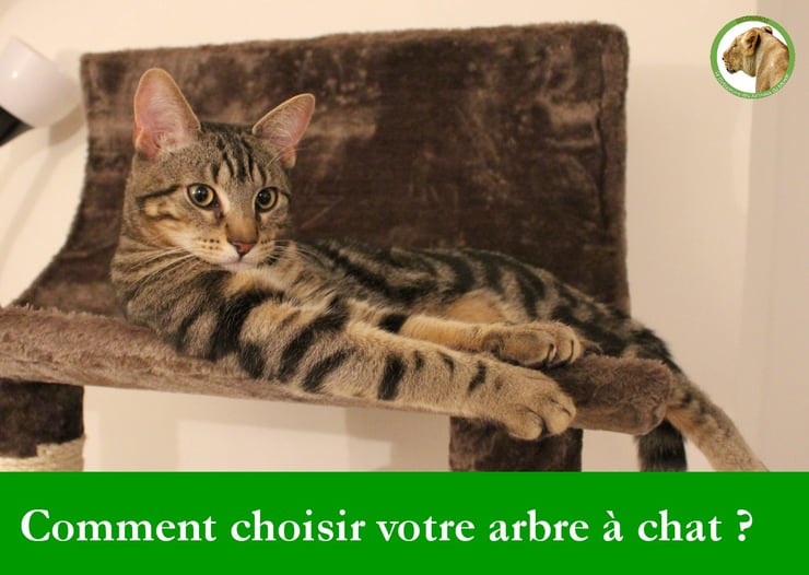 comment choisir son arbre a chat