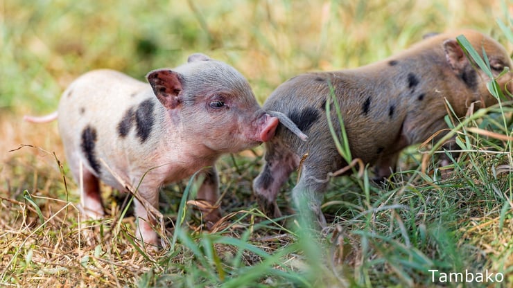 bebe cochon porcelet cute mignon baby pig animals cute