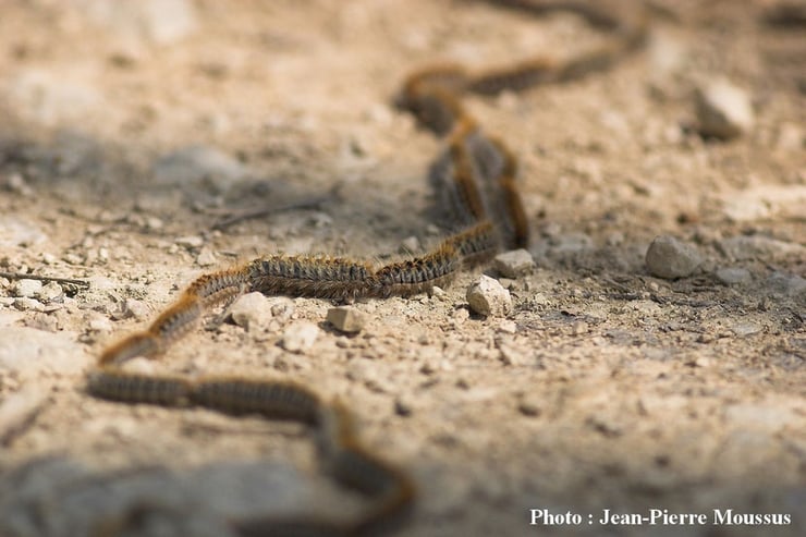 processionnaire du pin file indienne