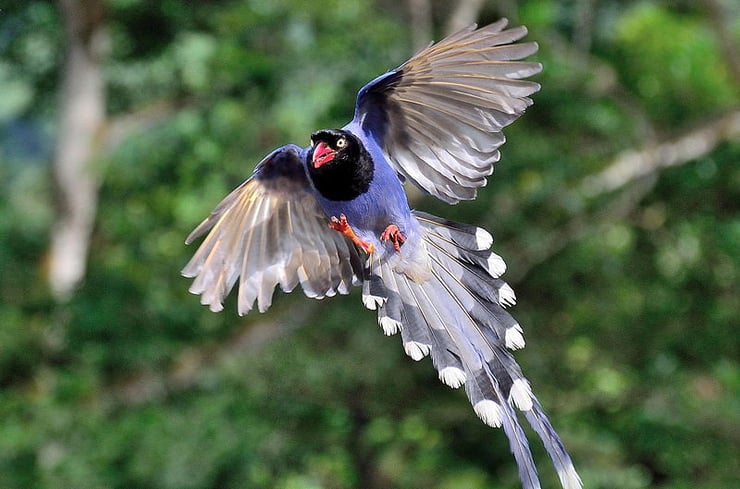 pirolle de taiwan  fiche animal animaux oiseaux bird facts blue magpie
