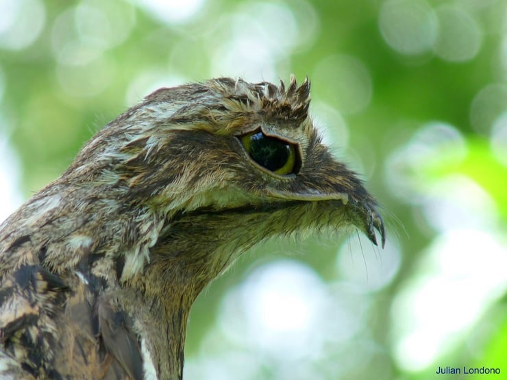 potoo ibjijau gris fiche animaux oiseaux animal facts bird common potoo