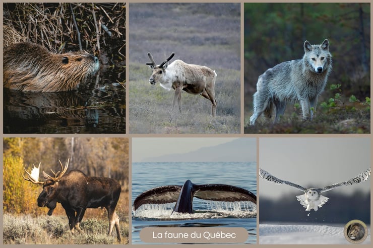 La faune exceptionnelle du Québec : découvrez ces animaux fascinants qui partagent votre territoire !
