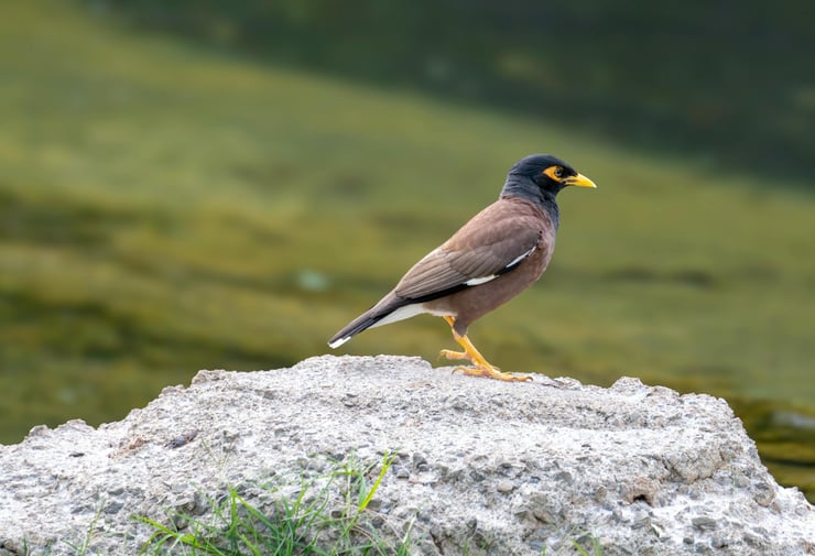 martin triste Acridotheres tristis