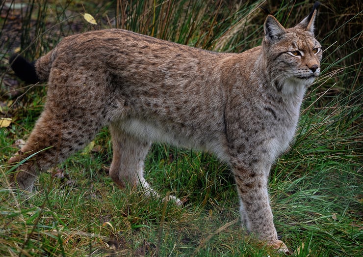 lynx boreal eurasien europeen france rencontre avec l'homme