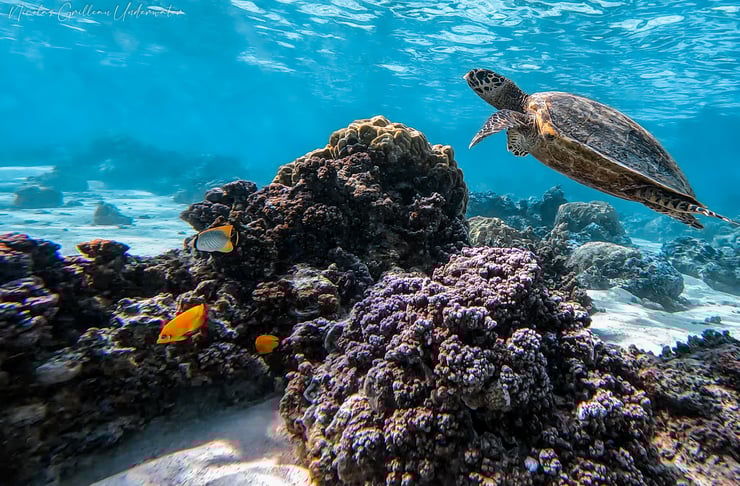 tortue imbriquée Eretmochelys imbricata predateur classe famille reptile