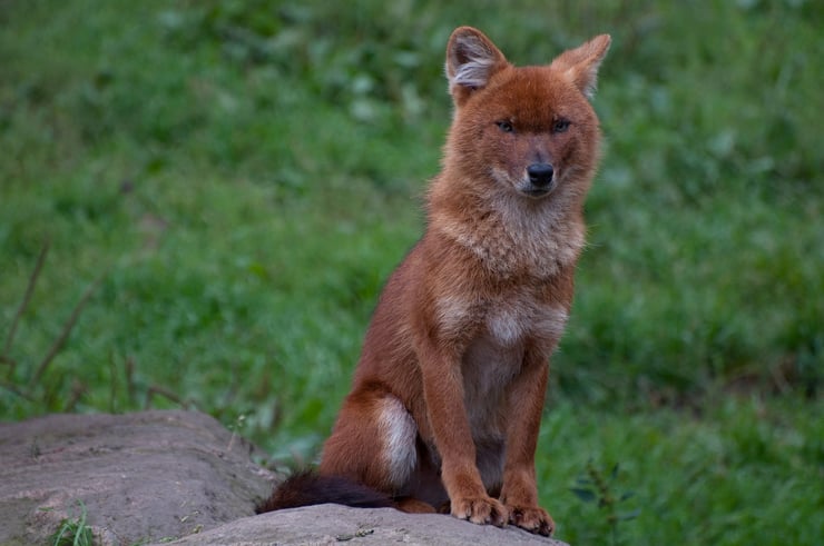 dhole fiche liste des animaux de l'inde