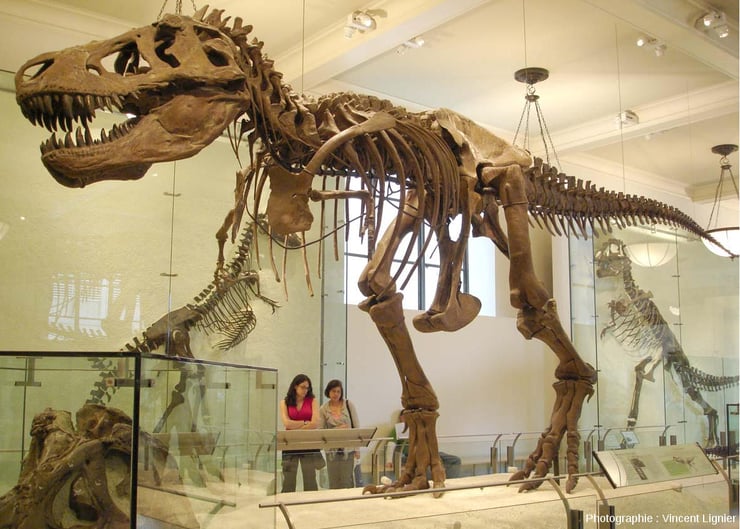 squelette dinosaure lyon tyrannosaure t-rex fiche animaux disparus
