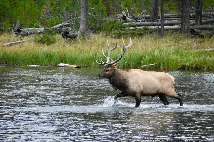 wapiti yellowstone park
