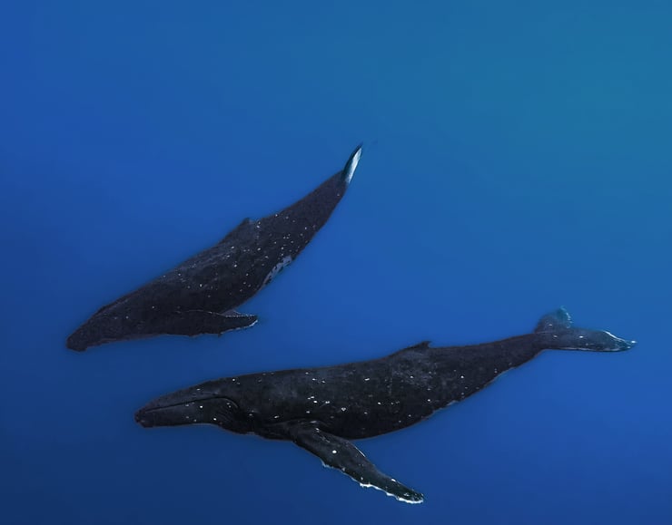 couple de baleine à bosses