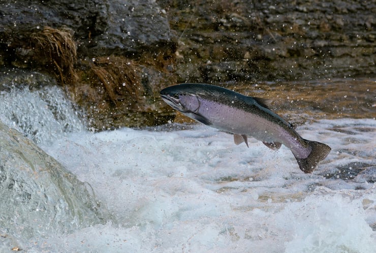 saumon animal totem amerindien