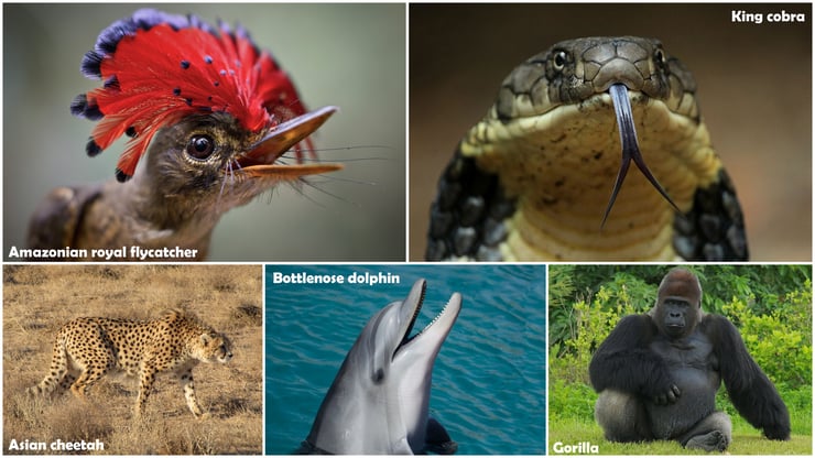 Animals listing organised alphabetically liste animaux alphabetique en anglais