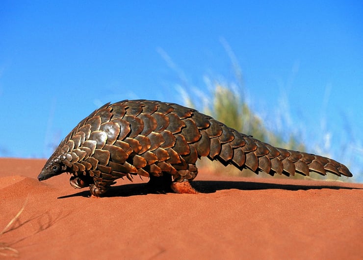 pangolin geant animaux menaces en danger fiche habitat comportement poids taille