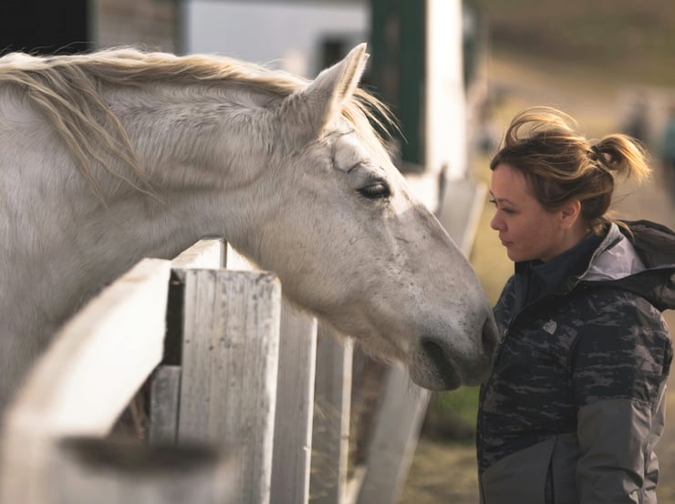 Comment bien choisir son cheval : Étalon, jument ou hongre ?