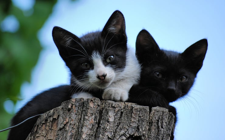 photo de bébés chat noir et blanc chatons cute black and white kittens