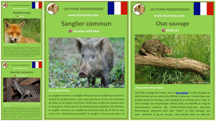 fiches animal animaux forets française pedagogiques pdf à imprimer et à telecharger devoir maison expose sanglier renard genette chat sauvage