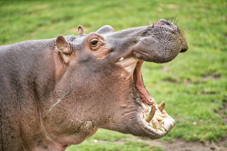 Hippo attacks on fishermen, farmers, or residents of riverside villages