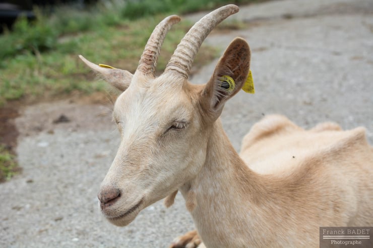 chevre portrait village lindarets haute savoie montriond