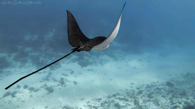 animaux des fonds marins la raie leopard
