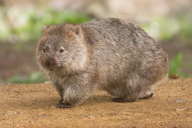 wombat fiche animaux