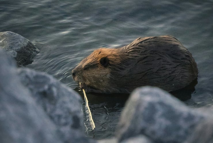 castor animal totem amerindien