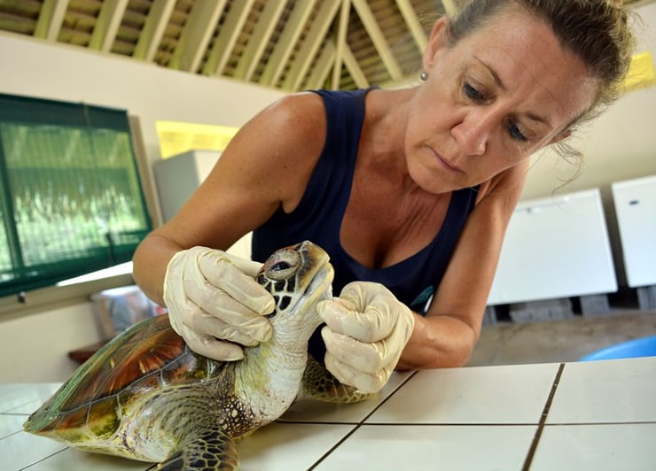 cecile gaspar veterinaire docteur en ecologie marine et fondatrice de te mana o te moana