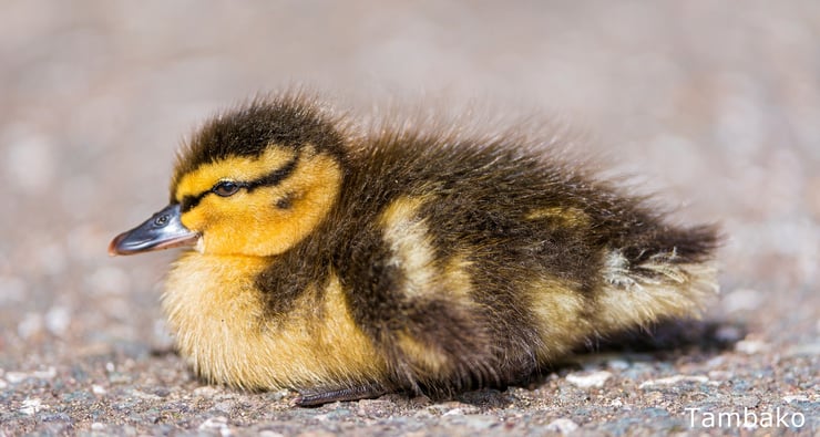 bebes canard caneton animaux mignons cute birds baby animals duck