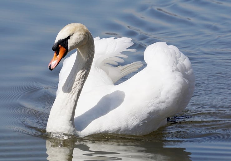 liste animaux emblematiques embleme pays danemark cygne tuberculé
