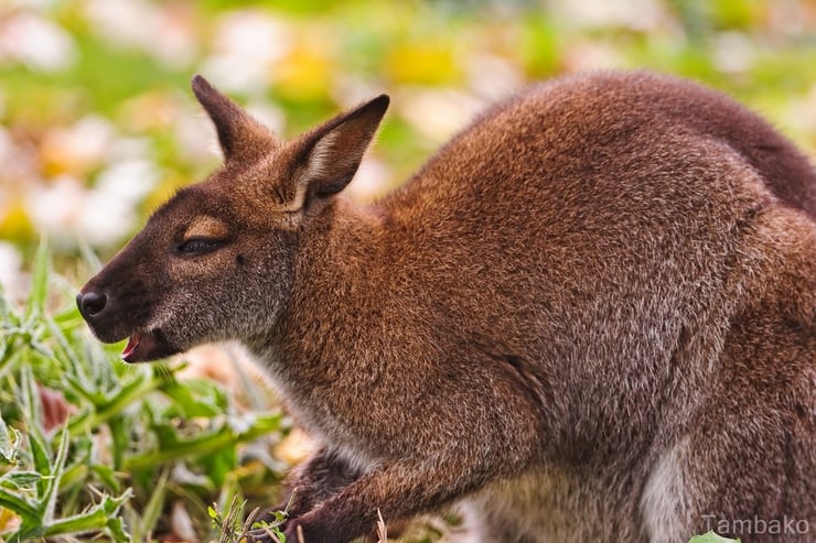 wallaby de bennett liste des animaux marsupiaux