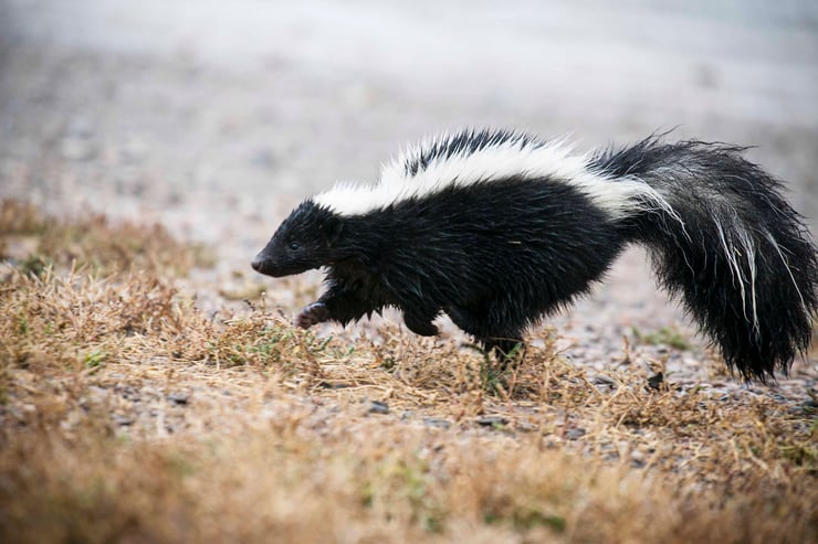 mouffette raye fiche animaux mammiferes striped skunk