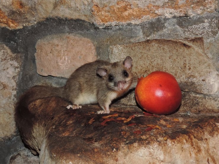 loir gris fiche animaux