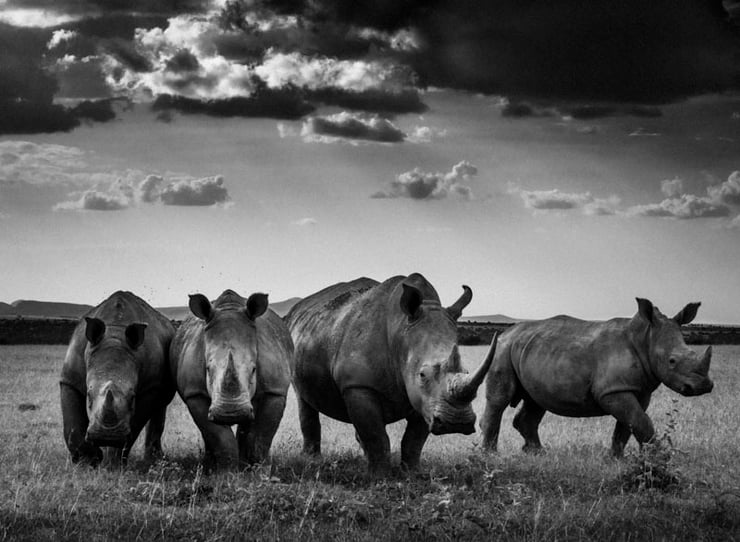 rhinoceros noir et blanc laurent baheux