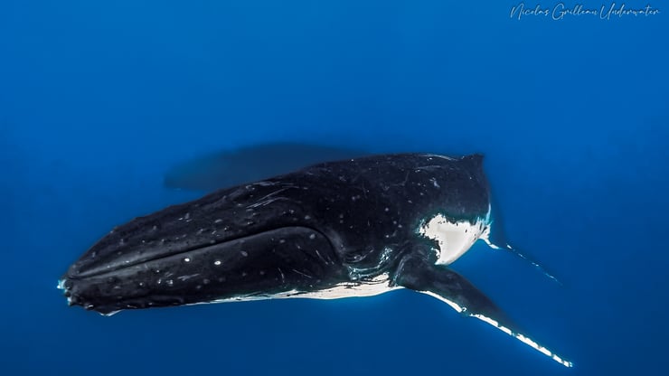 baleine à bosse mammiferes marin de polynesie
