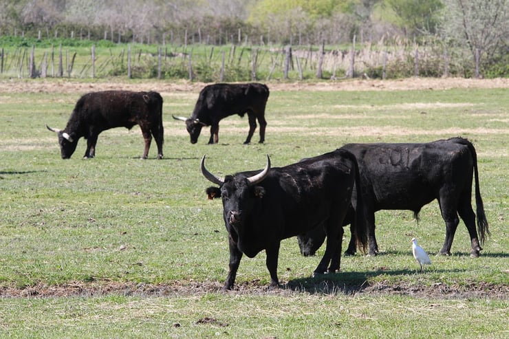 liste animaux emblematiques embleme pays espagne taureau