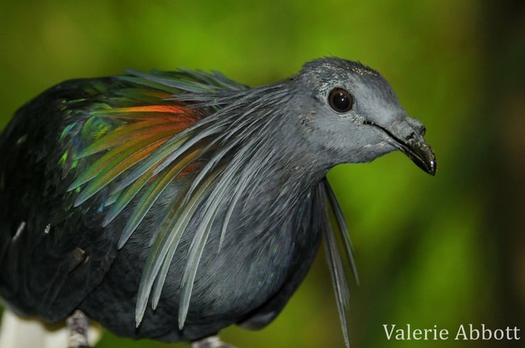 fiche animaux nicobar pigeon oiseau comportment distribution taille poids