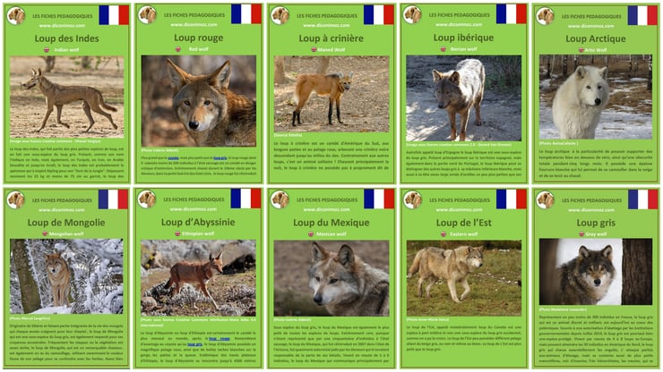 fiches loups du monde pdf pedagogiques wolf animal facts