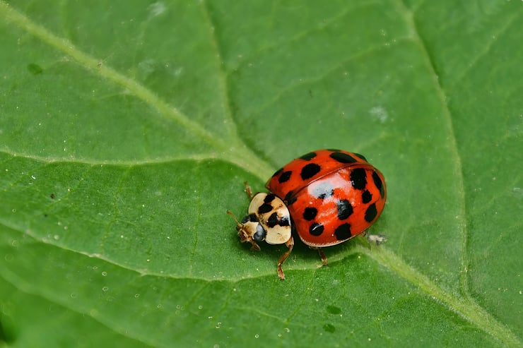 coccinelle asiatique espèce invasive en france