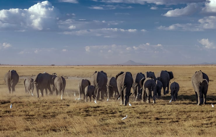 A la recherche des cimetières d'éléphants : entre mythe et réalité