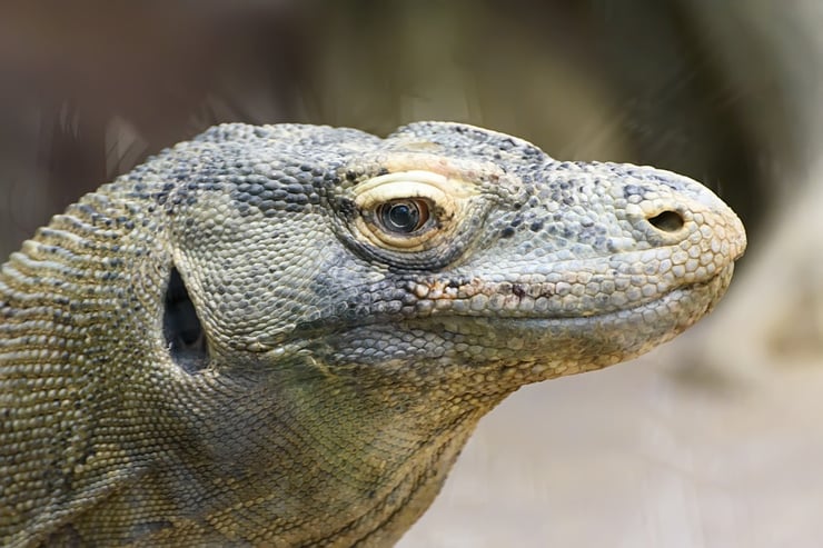dragon de komodo fiche animaux reptile animal facts 