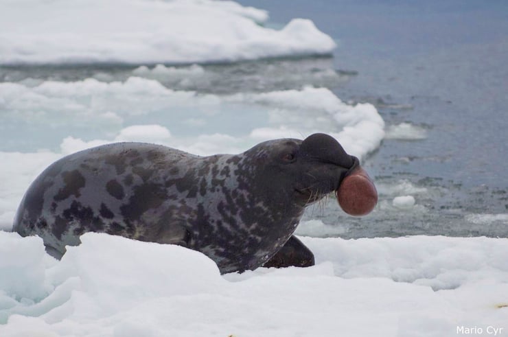 phoque à capuchon male fiche animaux mammiferes marin phocides