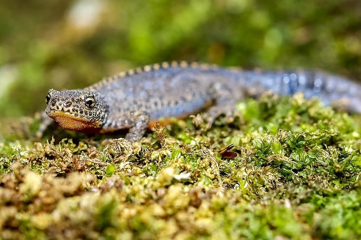 fiche animaux triton alpestre