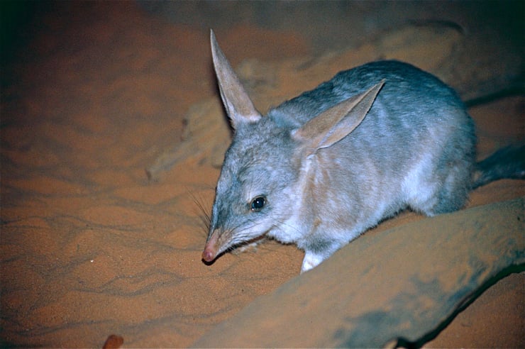 bilby bandicoot lapin liste des marsupiaux