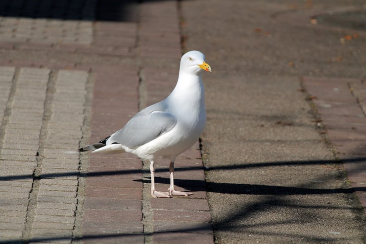 goéland argenté espece invasive en France