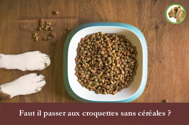 choisir ses croquettes sans cereales