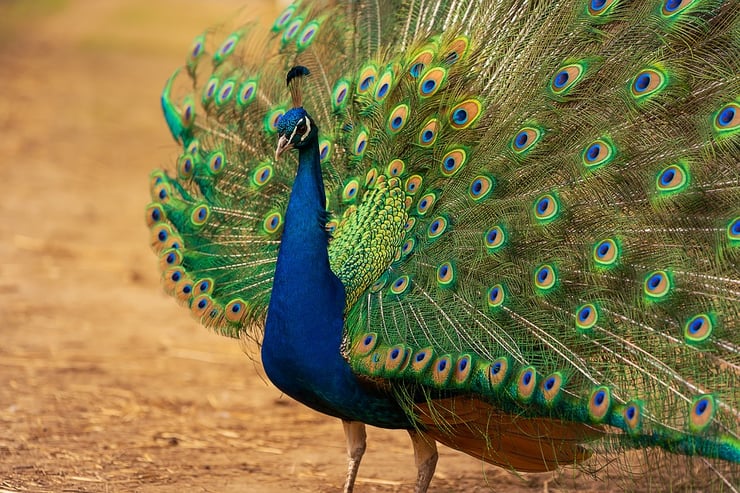 paon bleu fiche liste des animaux de l'inde