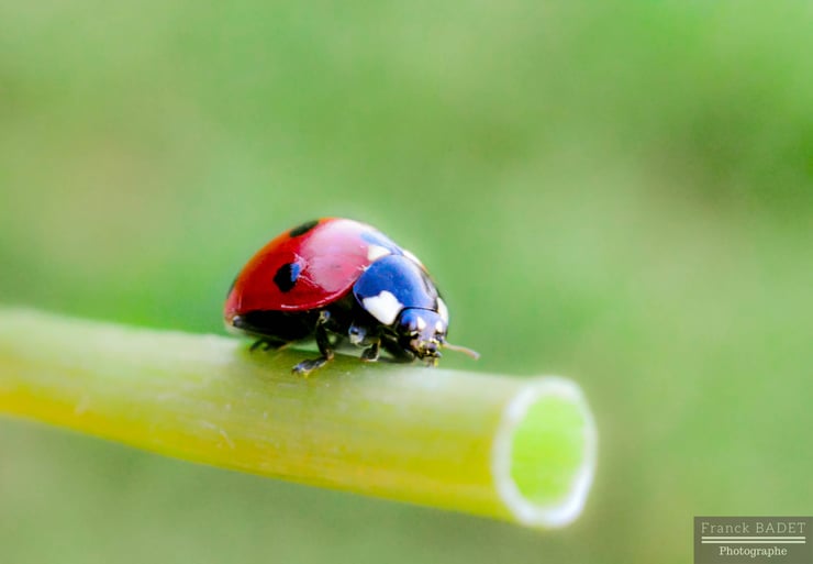 coccinelle pissenlit macro