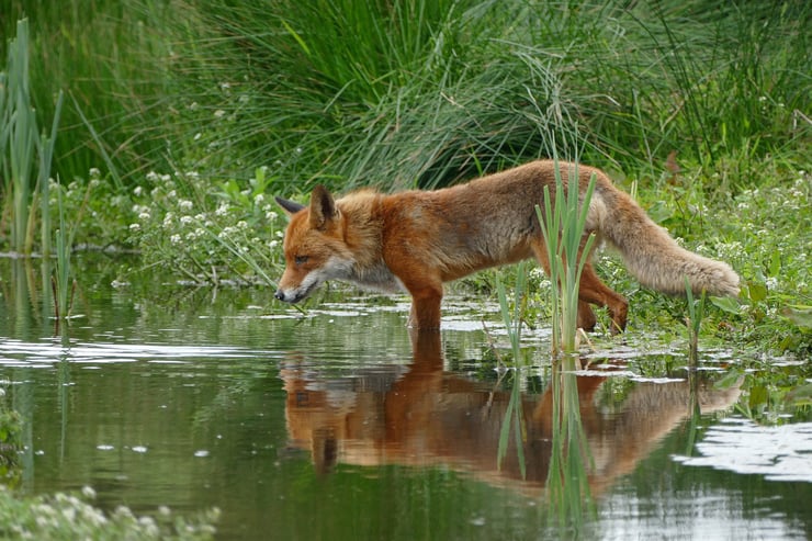renard au bord d'une rivière